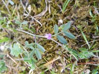 Vicia lathyroides 6, Lathyruswikke, Saxifraga-Rutger Barendse